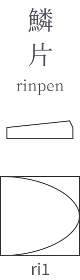 鱗片の形状